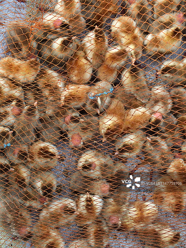 街头集市上出售的鸟类图片素材