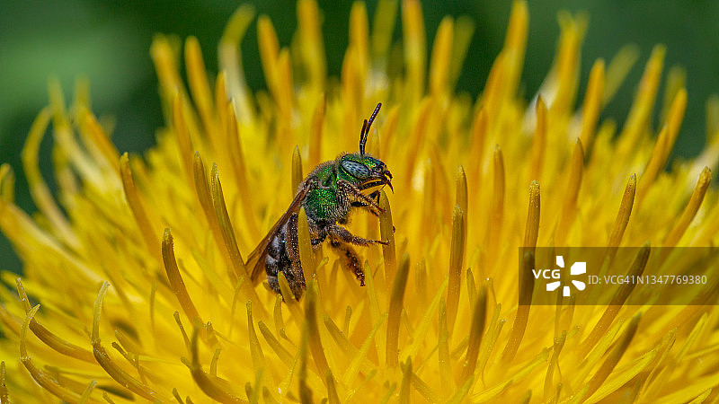 双色金属绿蜜蜂图片素材