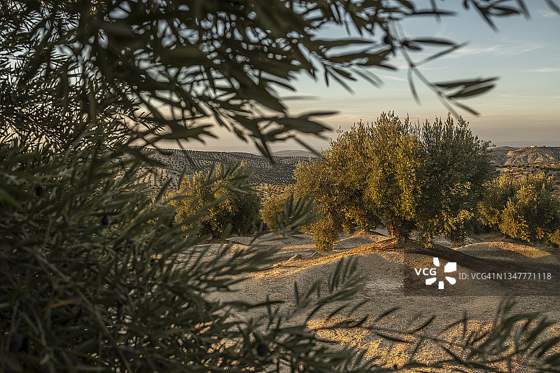 哈恩的橄榄种植园图片素材