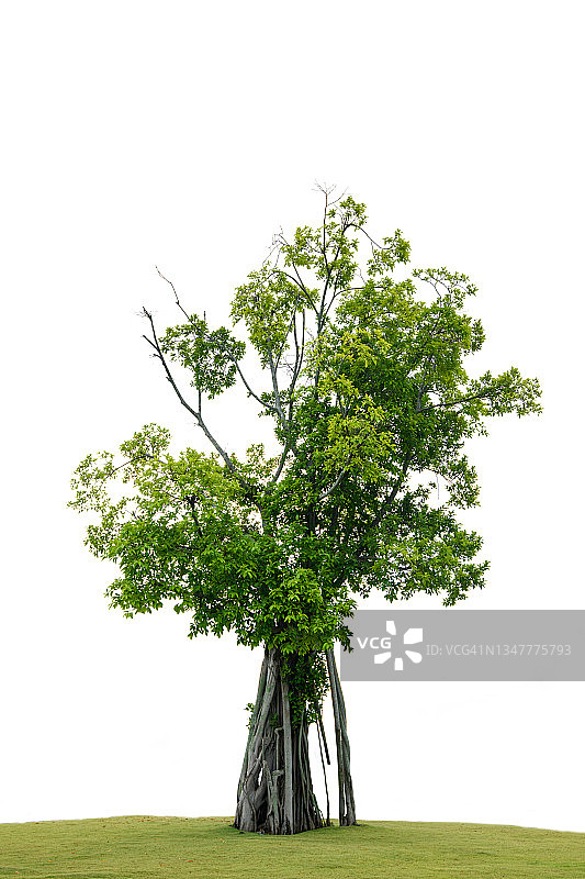 白色背景上的美丽榕树图片素材