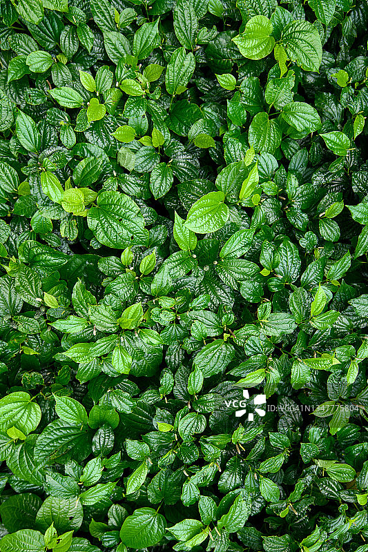 作为背景的假蒟健康蔬菜图片素材