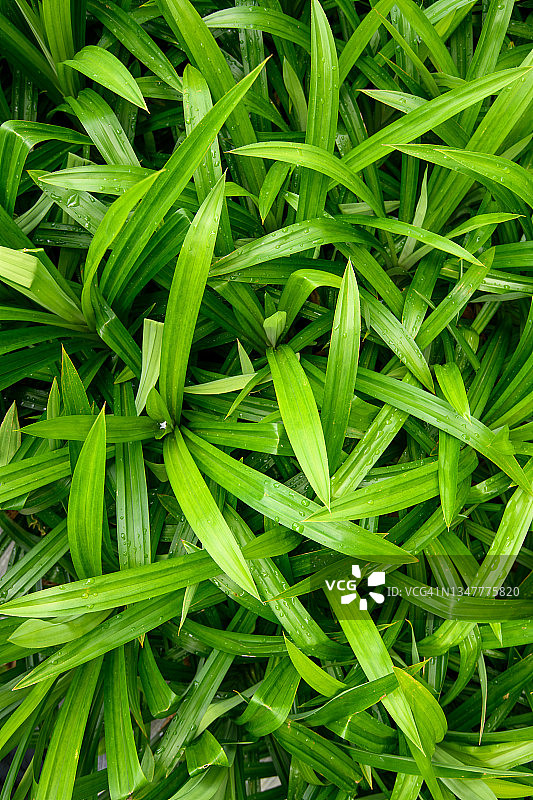 绿色班兰植物俯视图图片素材