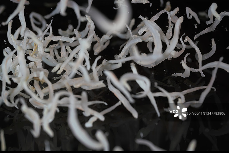 黑色背景中飞舞的腌制银鱼图片素材