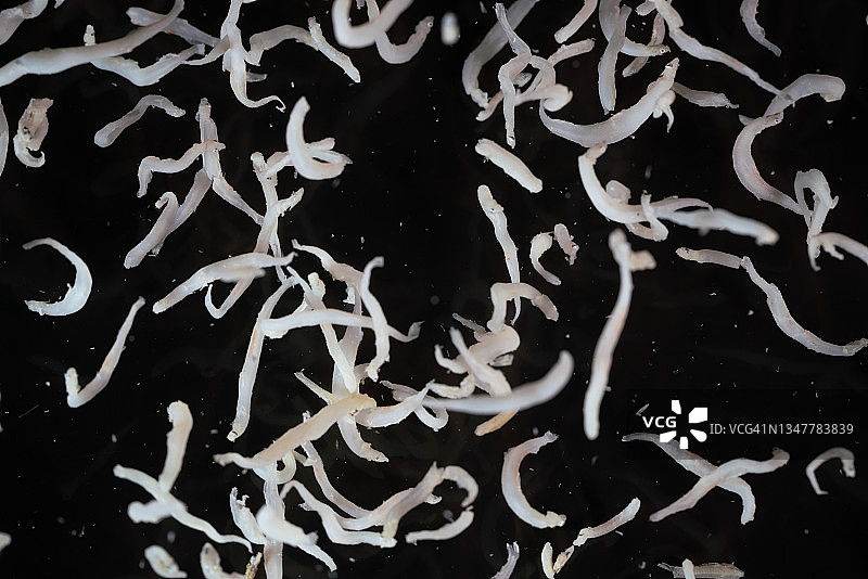 黑色背景中飞舞的腌制银鱼图片素材