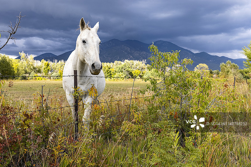 山中的白马图片素材