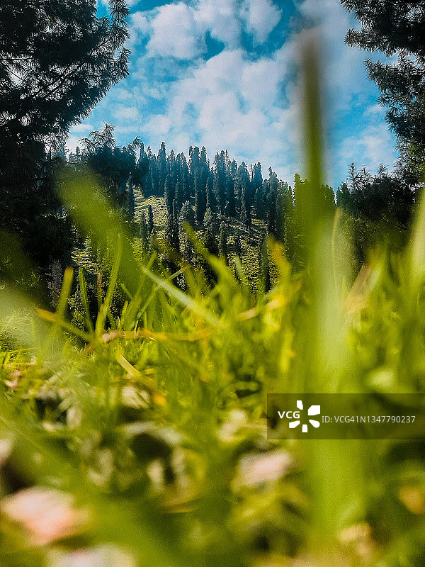 绿意盎然的景色图片素材