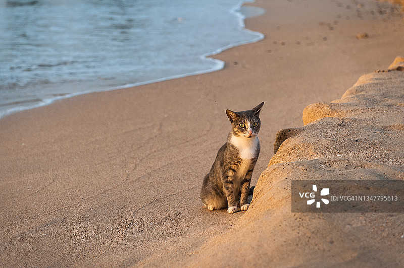 猫享受着一天中的最后一道光，位于圣卢西亚格罗斯伊莱特雷杜伊海滩图片素材