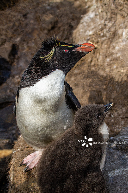 带雏鸟的凤头黄眉企鹅图片素材