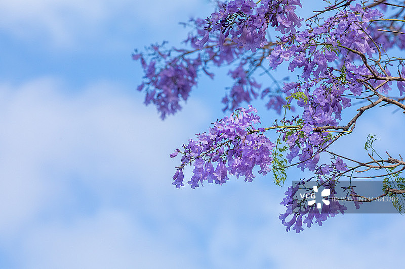 盛开的蓝花楹图片素材