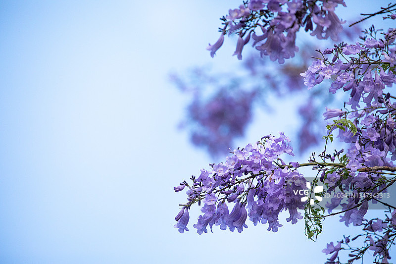 盛开的蓝花楹图片素材