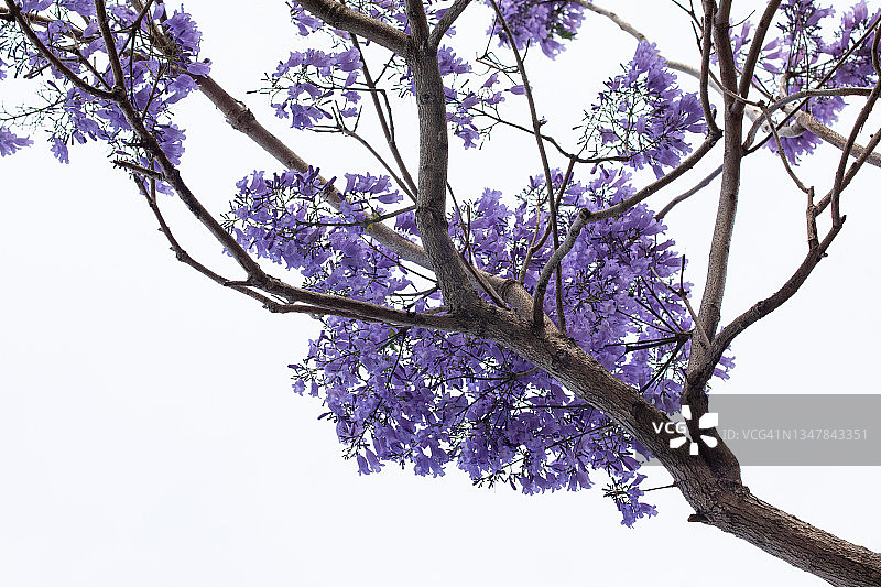 盛开的蓝花楹图片素材