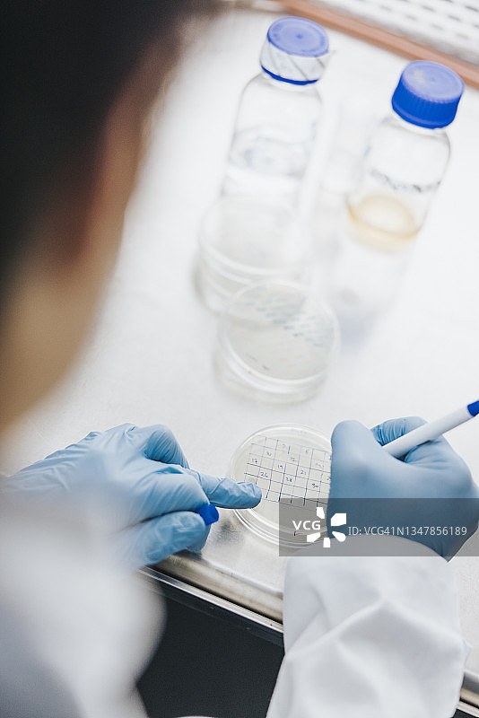 科学家在实验室培养细菌图片素材