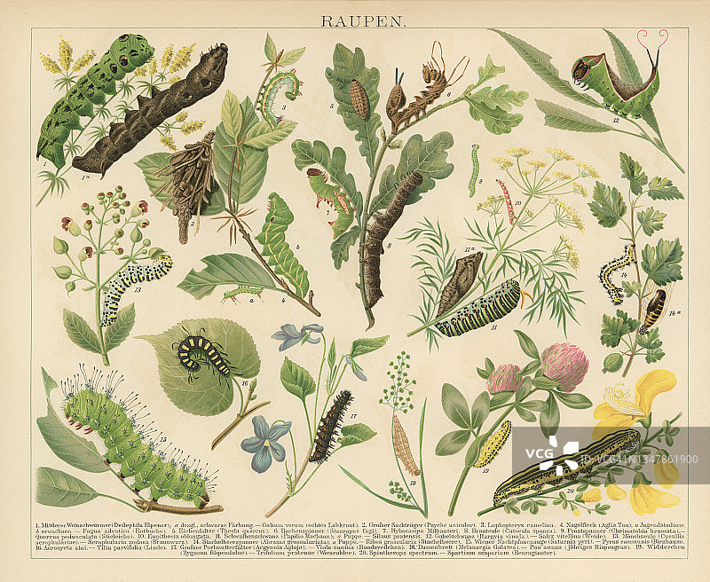 昆虫学老式彩色石印插图：蛾和蝴蝶的毛毛虫图片素材