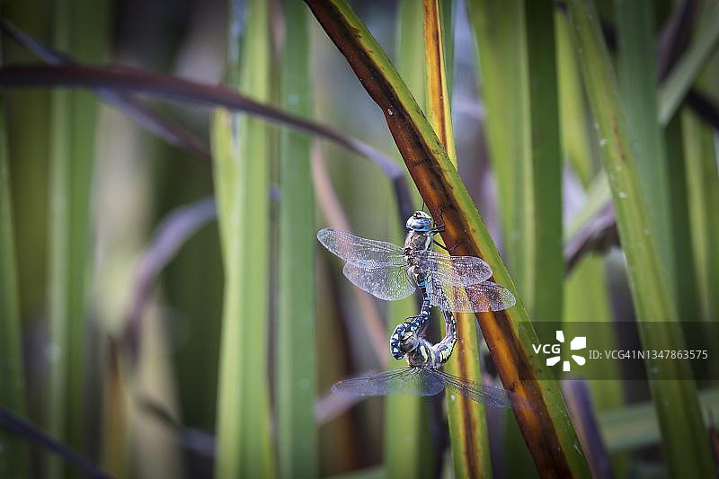 南方蜓（蓝异蜻）交配，交配轮，下奥地利州，奥地利图片素材