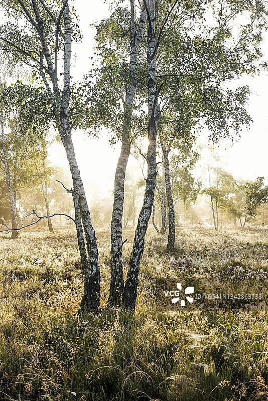 吕讷堡石楠草原自然公园的秋日清晨图片素材