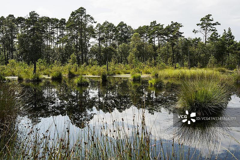 德国下萨克森州吕讷堡石楠草原自然公园图片素材