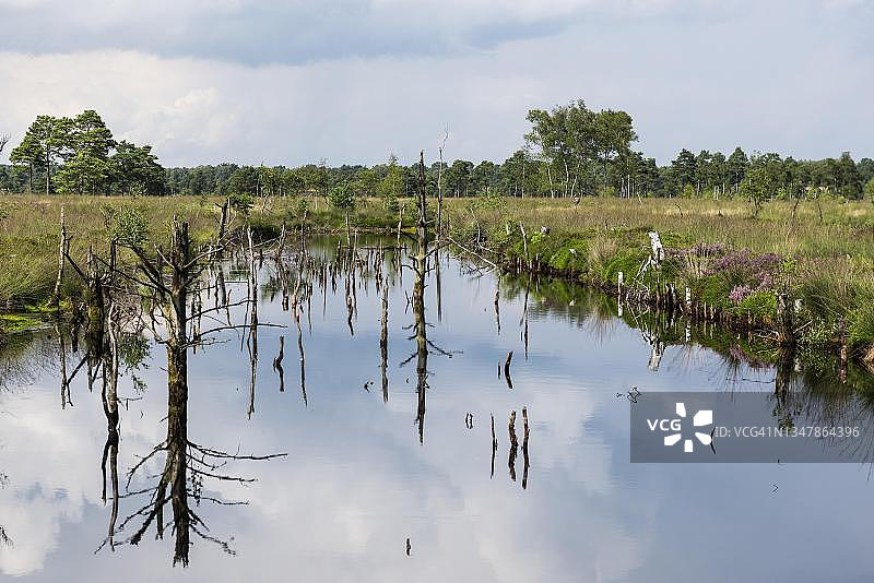 德国下萨克森州吕讷堡石楠草原自然公园图片素材