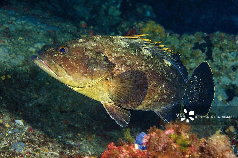 地中海暗色石斑鱼，意大利利古里亚波托菲诺海洋保护区图片素材