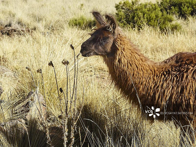 棕色美洲驼（Llama glama），玻利维亚拉巴斯图片素材