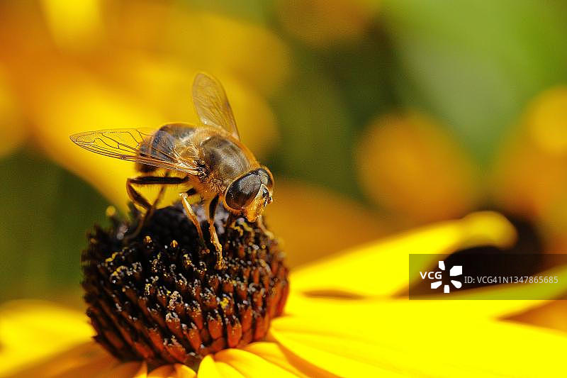 德国北莱茵-威斯特法伦州，松果菊上的食蚜蝇图片素材