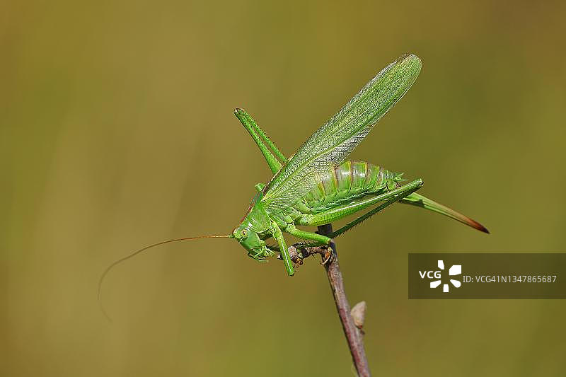 栖息于树枝上的大绿螽斯图片素材
