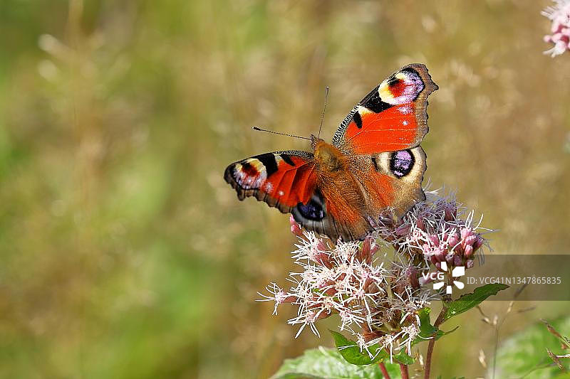 德国北莱茵-威斯特法伦州欧洲孔雀蝶图片素材