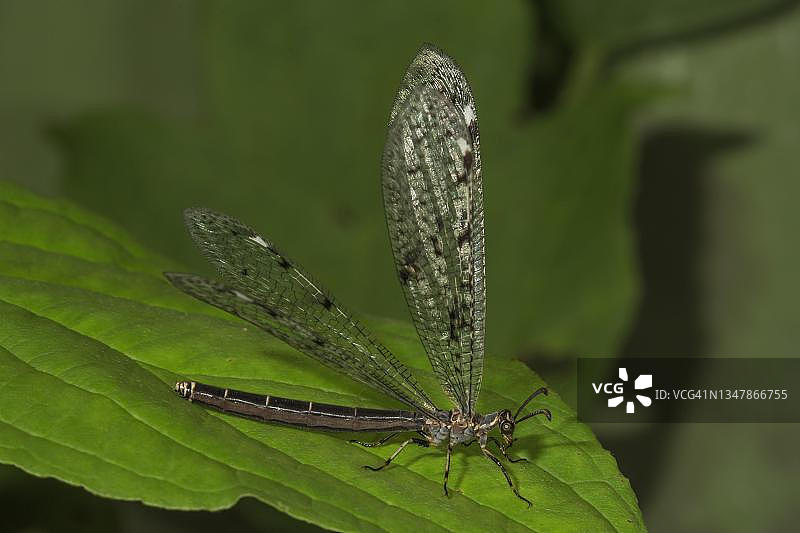 叶子上的欧洲蚁蛉，德国巴登-符腾堡州图片素材
