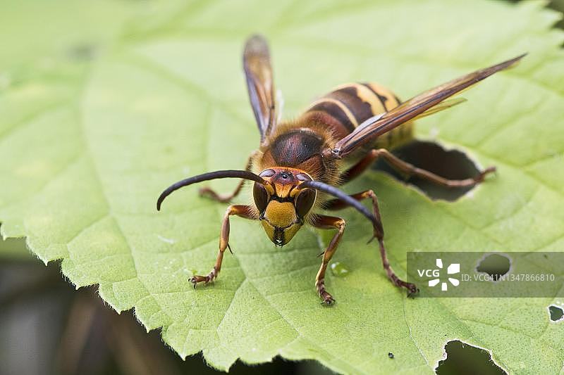 德国莱茵兰-普法尔茨州的欧洲大黄蜂图片素材