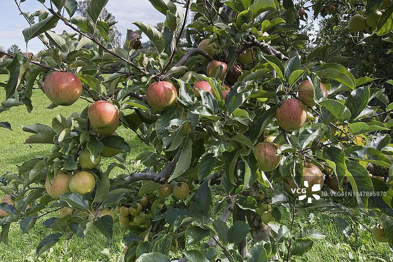 苹果树，德国巴登-符腾堡州图片素材