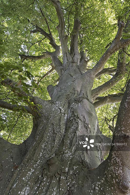 德国巴登-符腾堡于伯林根的古代铜山毛榉（欧洲水青冈），自然景观图片素材