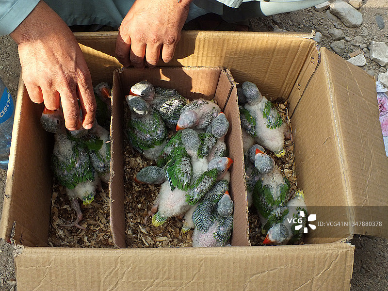 街头集市上出售的鹦鹉图片素材