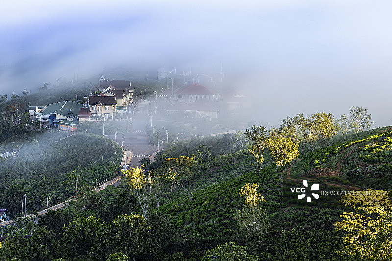 大叻茶山的浪漫景色图片素材