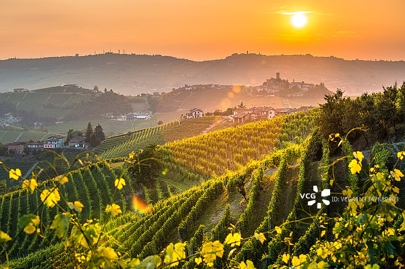 意大利皮埃蒙特兰格葡萄酒产区葡萄园图片素材