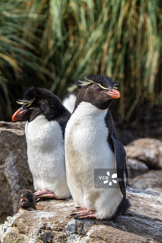 在福克兰群岛的企鹅群中的凤头黄眉企鹅图片素材