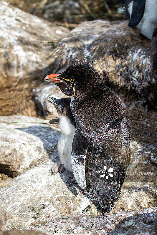 在福克兰群岛的企鹅群中的凤头黄眉企鹅图片素材