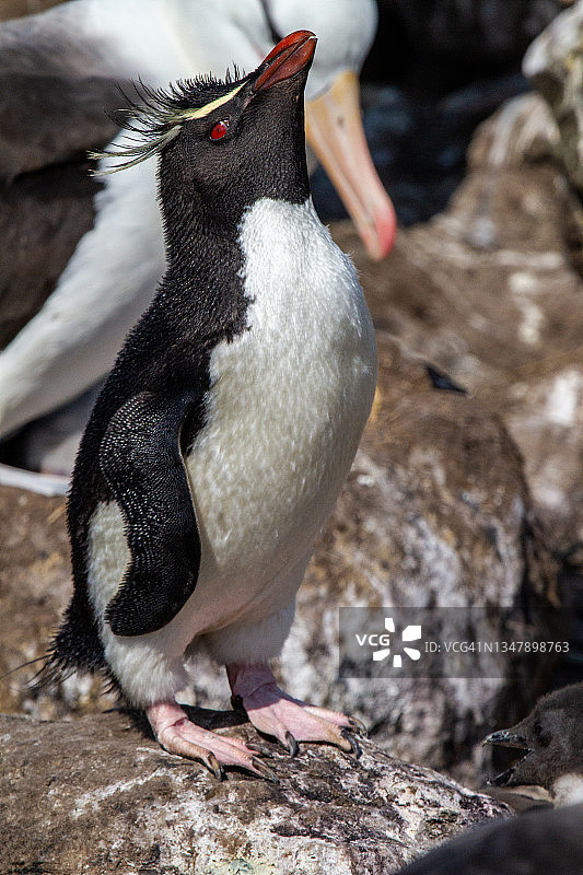 在福克兰群岛的企鹅群中的凤头黄眉企鹅图片素材