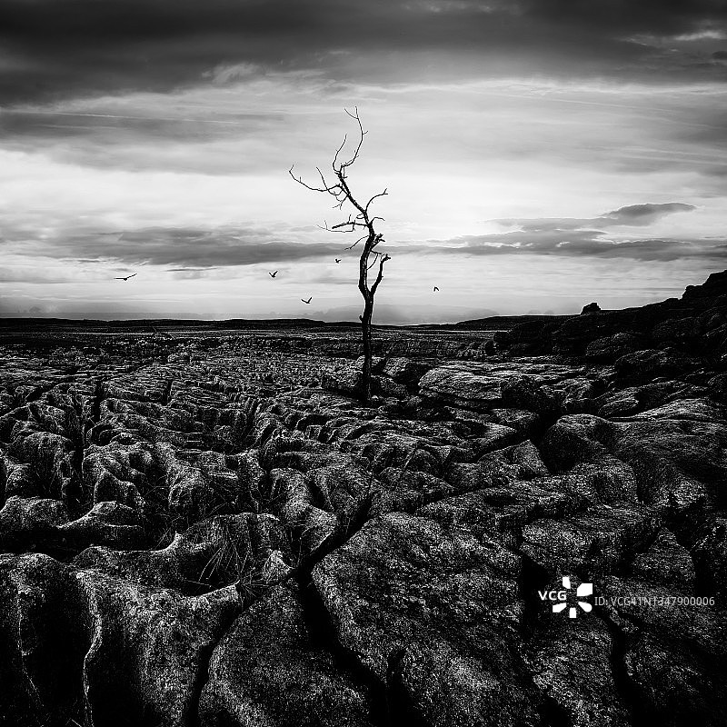 引人注目的贫瘠树木景观图片素材