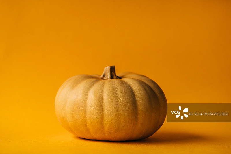 万圣节或感恩节的黄色背景南瓜摄影图片素材