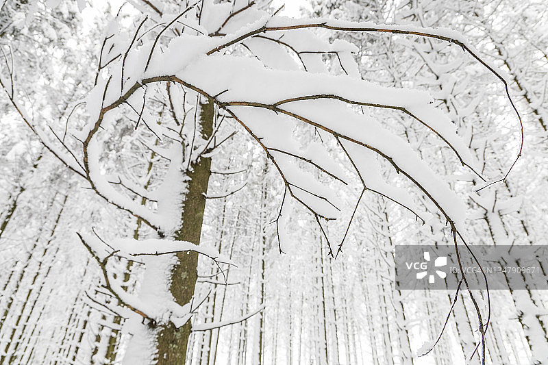 积雪的针叶林图片素材