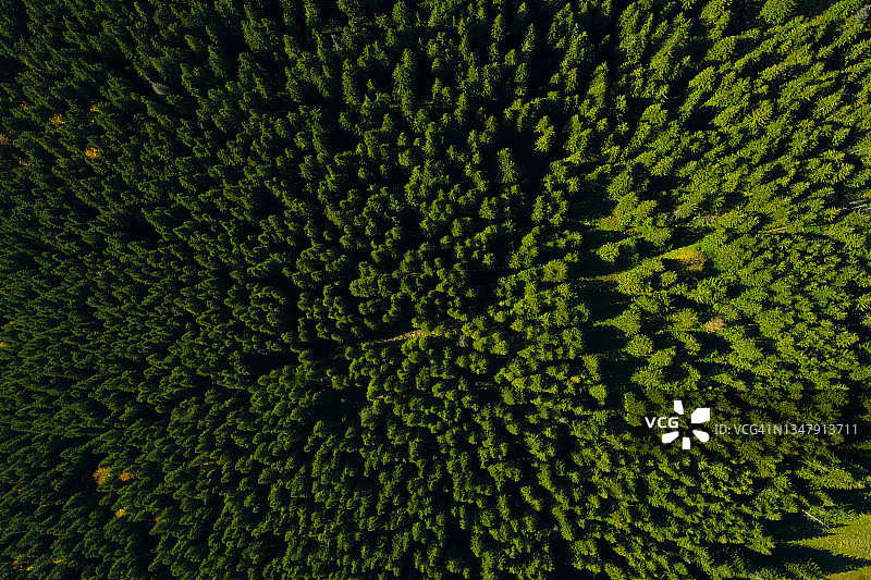 航拍松绿森林图片素材