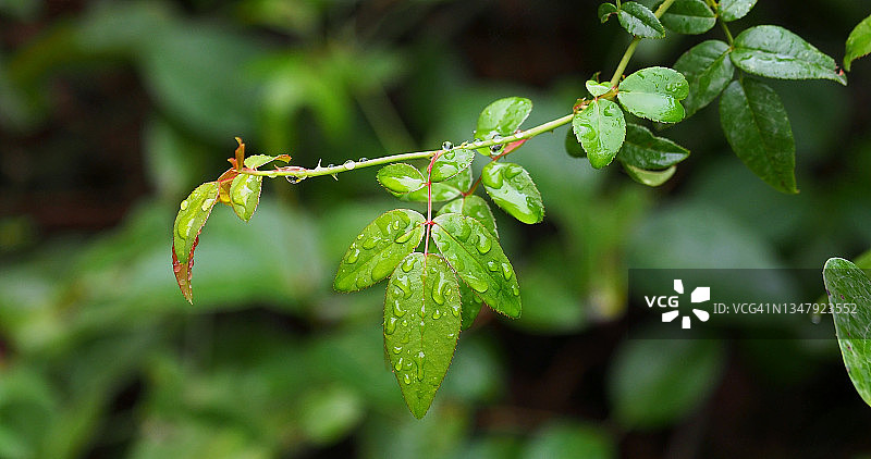 风吹动的小植物叶子上的小雨滴图片素材
