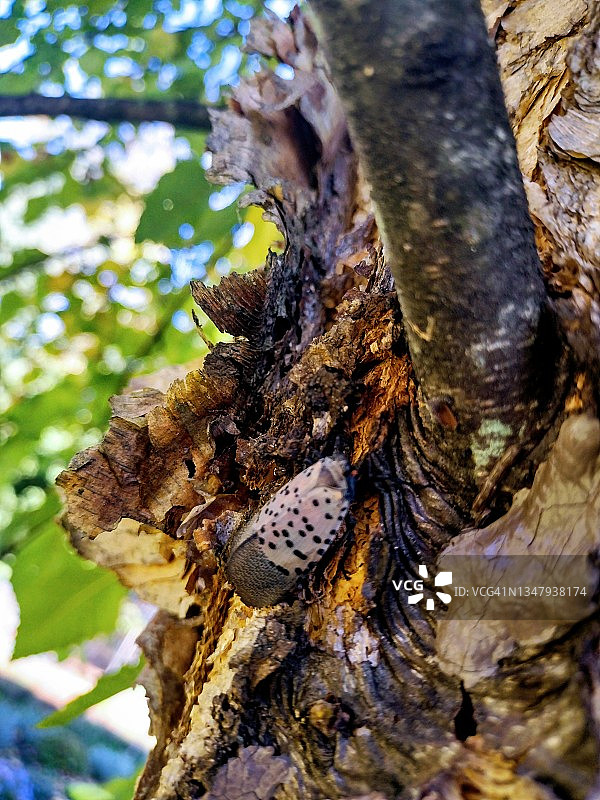 树干上的斑点灯笼图片素材