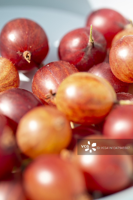 红色醋栗图片素材