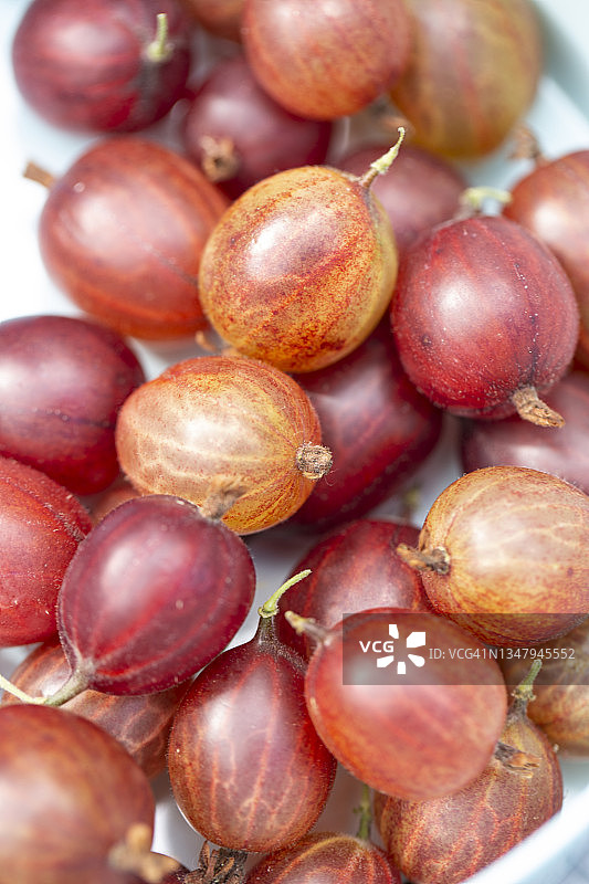 红色醋栗图片素材