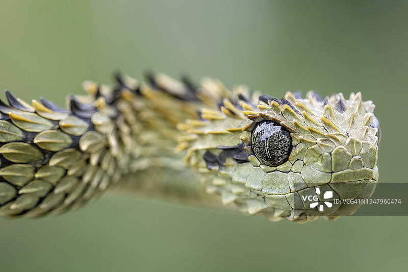 雨林中的毛丛蝰蛇图片素材