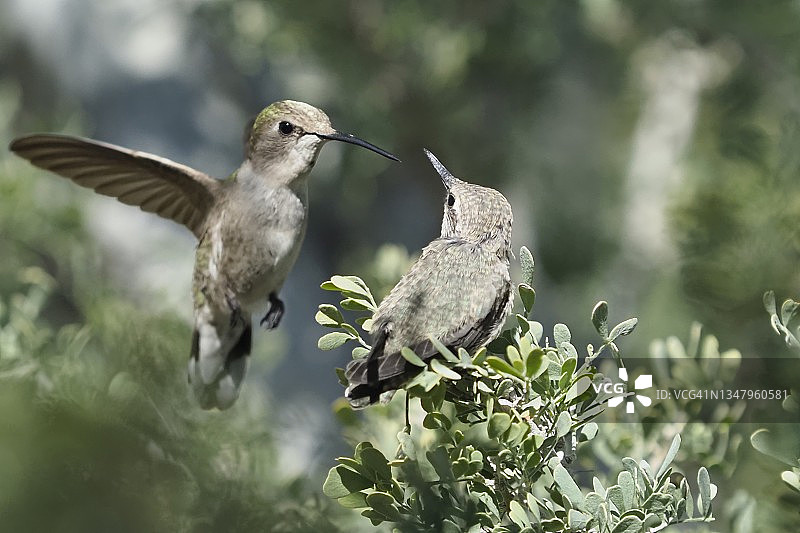 我相信我能飞图片素材