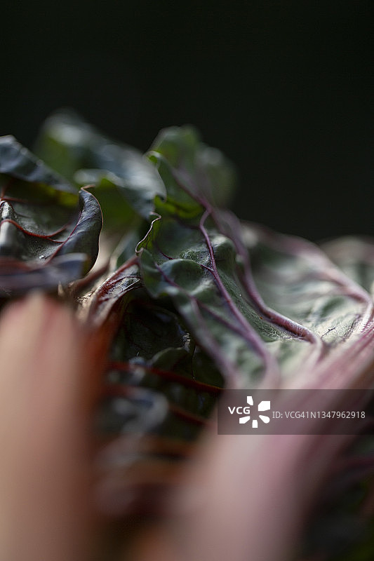 有机红甜菜图片素材