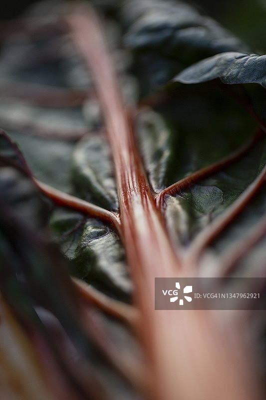 有机红甜菜图片素材