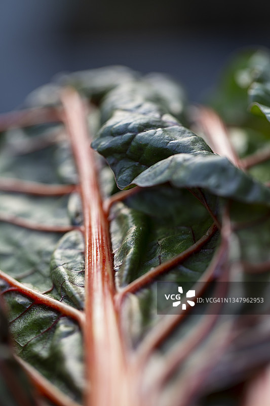 有机红甜菜图片素材