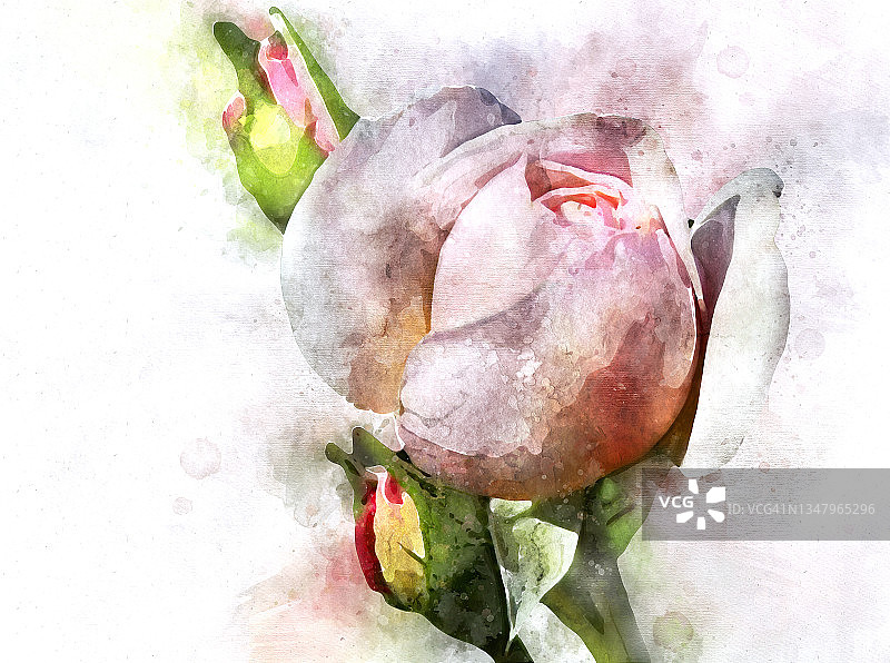 粉色玫瑰的写意特写照片图片素材